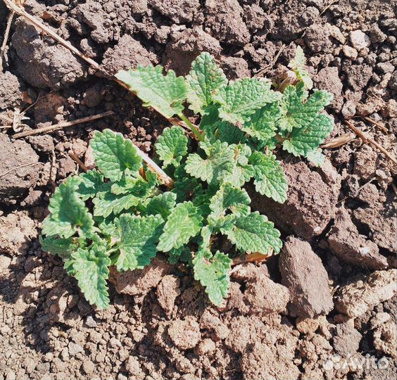 Кустики мелиссы