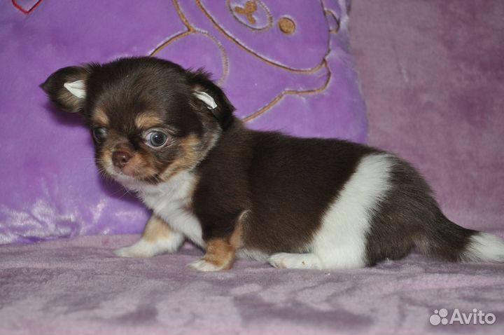 Мальчик редкой красоты