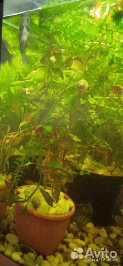 Аквариумное растение