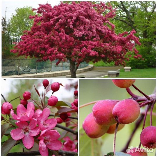 Саженцы декоративной яблони