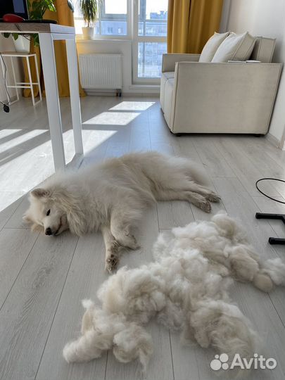 Жилет из собачьей шерсти