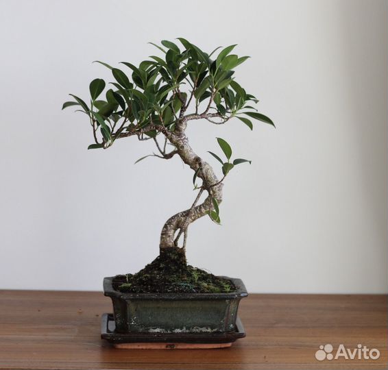 Растение Бонсай - Баньян 12 лет