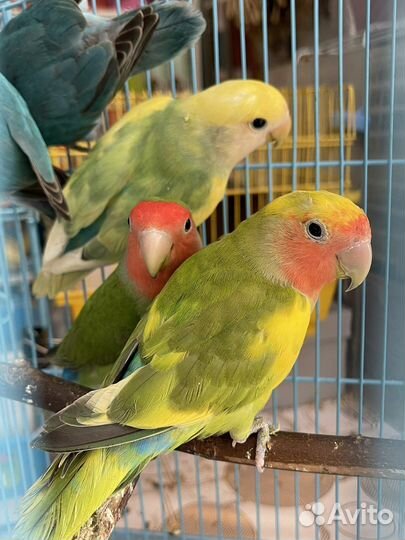 Неразлучники разные окрасы, амадины