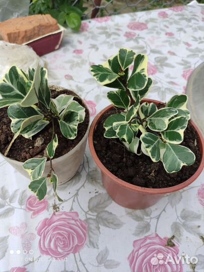 Детки фикуса триангулярис