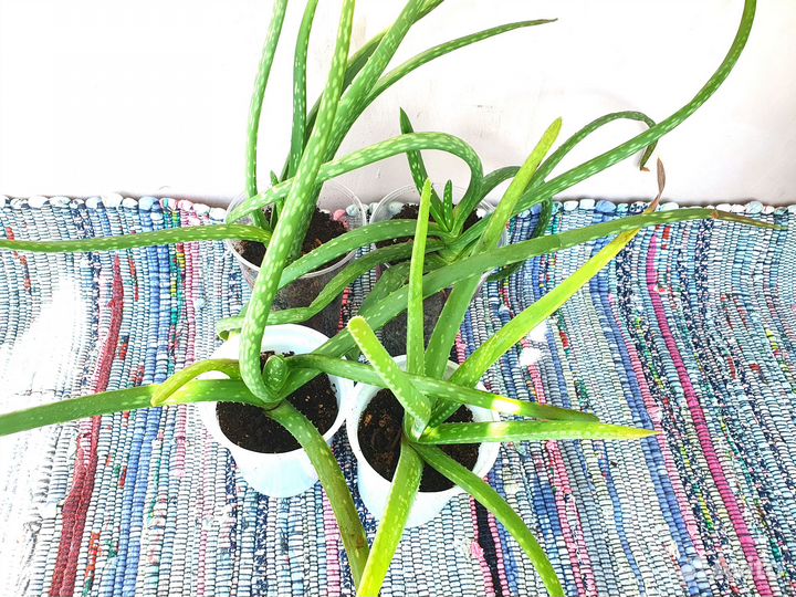 Алоэ вера растение комнатное