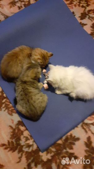 Котята в добрые руки
