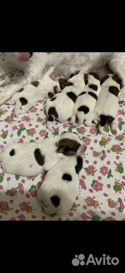 Щенки