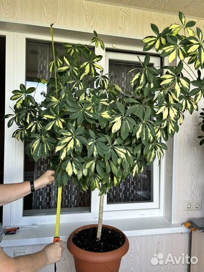 Комнатные цветы шефлера