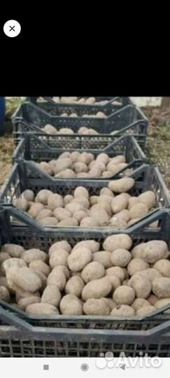 Семенной картофель