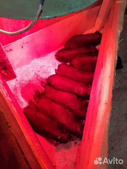 Вьетнамские поросята