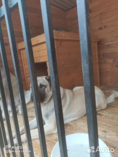 Вязка турецкий кангал