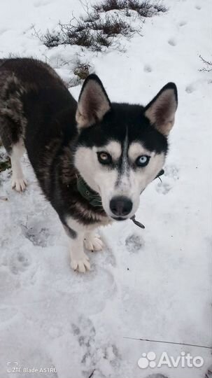Щенки сибирской хаски