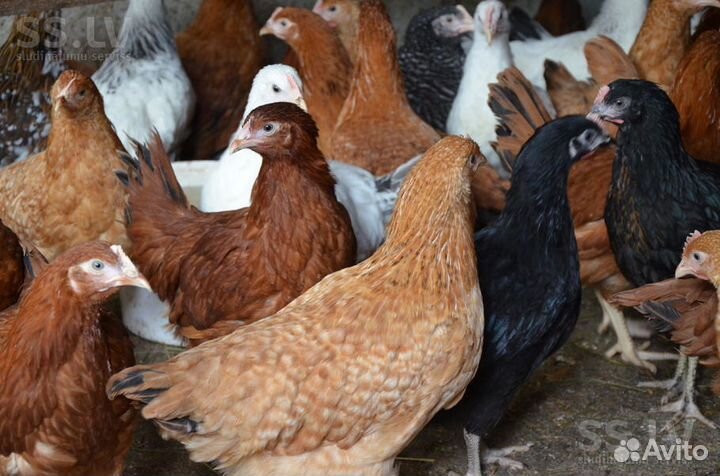 Куры несушки,молодки домашние