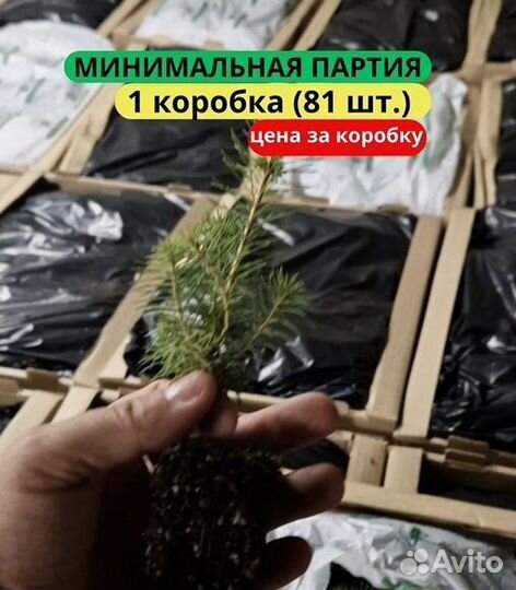 Саженцы сосны обыкновенной зкс от производителя