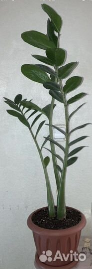 Комнатные цветы