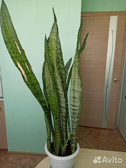 Сансевиерия