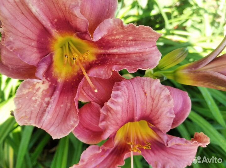 Лилейник,ирисы