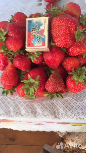 Рассада клубники Альба, Елизавета-2 и др