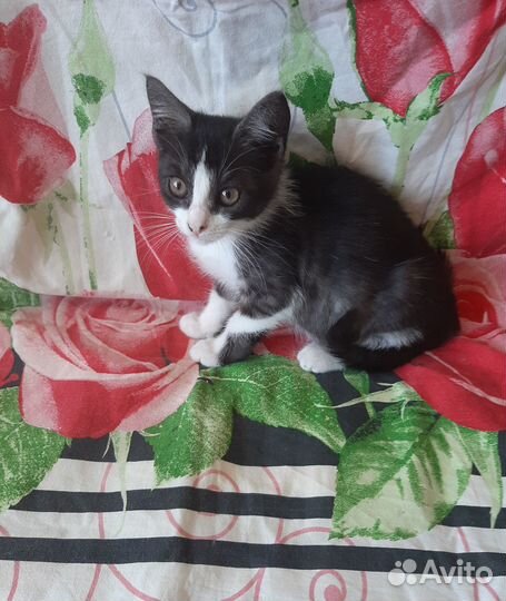 Котенок девочка - в добрые руки