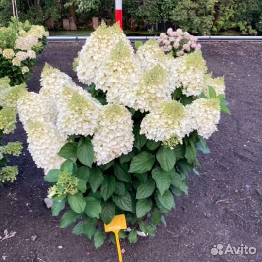 Гортензия Рэд Вельвет он же Индиан Саммер