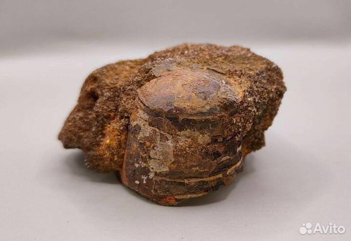 Фрагмокон белемнита крупный, Россия / Окаменелости