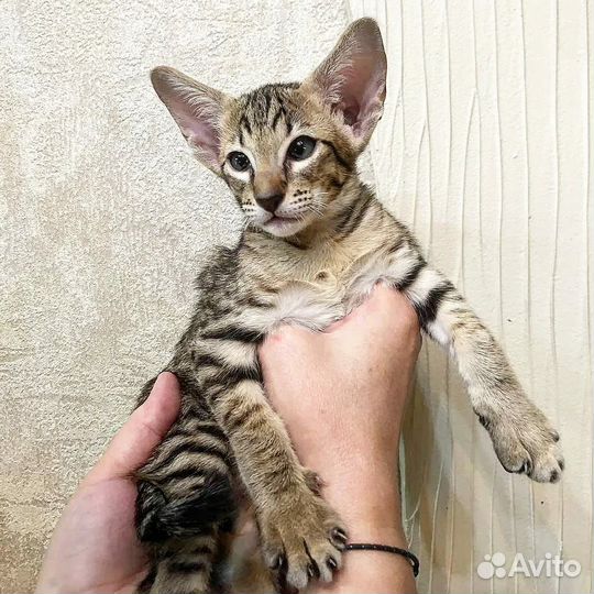 Ориентальные котенок