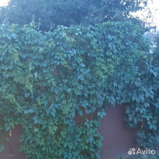 Девичий, дикий виноград