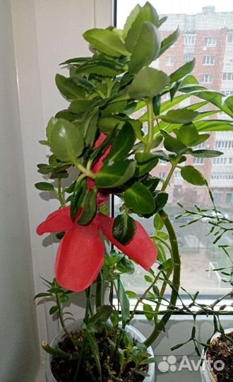 Каланхоэ желтый