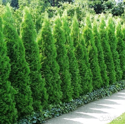Туи сортовые:Брабант,Смарагд,Колумна