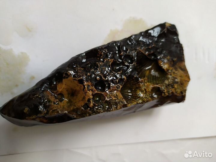 Окаменелость Брахиопод