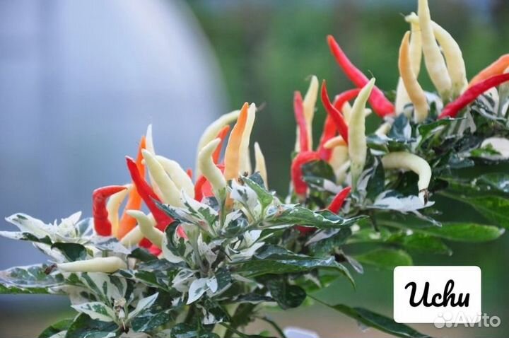 Семена острых и экстремально острых перцев