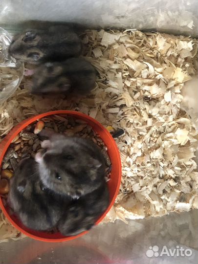 Джунгарские хомячки