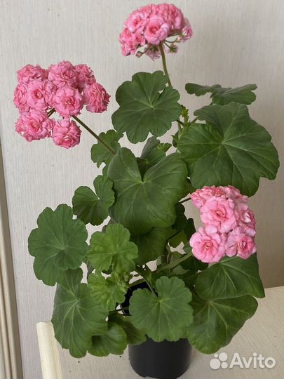 Пеларгония герань