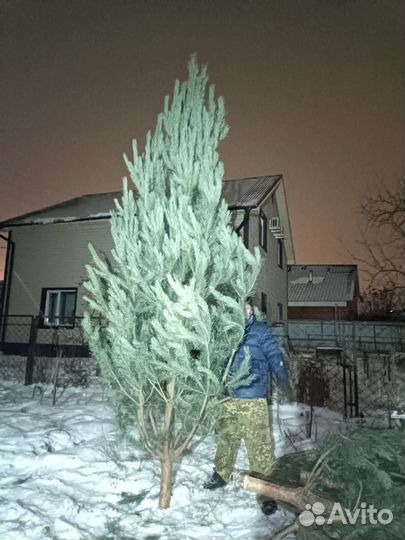 Новогодние елки сосны