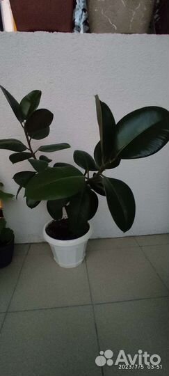 Фикус бенджамина, комнатные растения