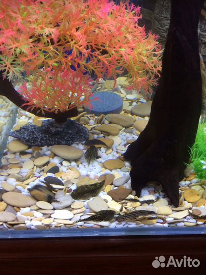 Псевдоскат (севилья)