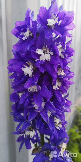 Ммноголетние цветы