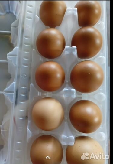 Утята суточные