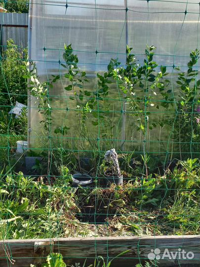 Отличные саженцы Вишни