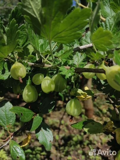 Крыжовник и красная смородина