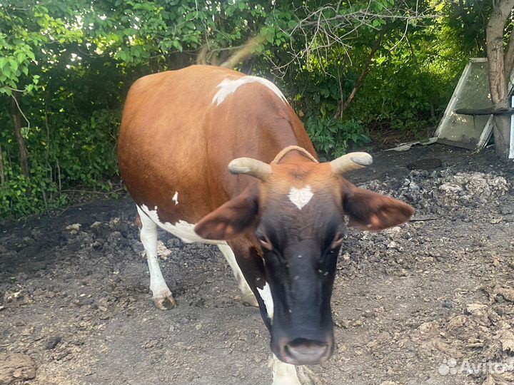 Корова дойная