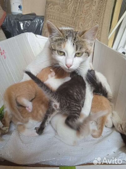Котята в добрые руки