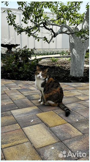 Тротуарная плитка