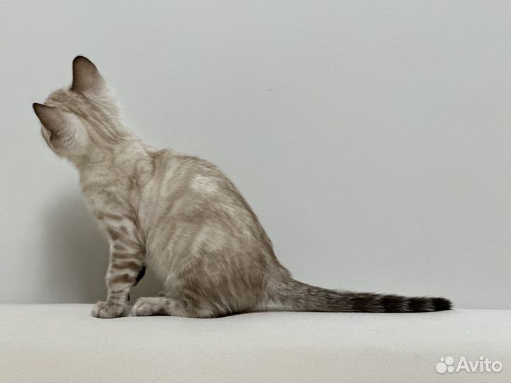 Бенгальская девочка Линкс