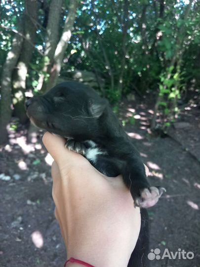 Щенки лайки бесплатно