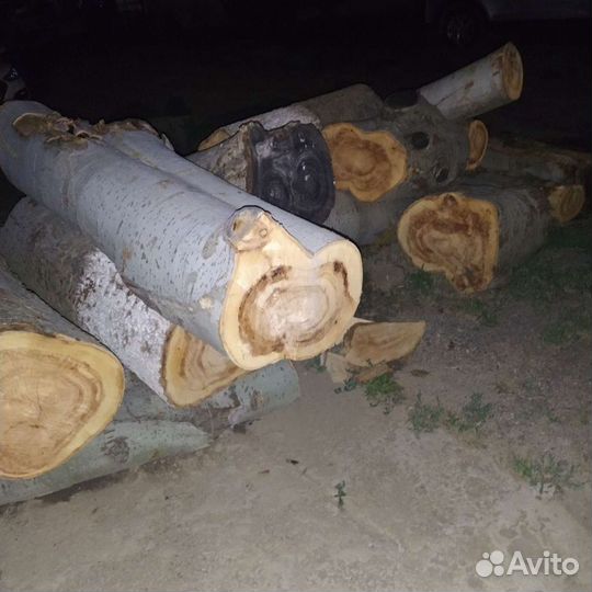 Спил тополь