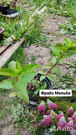 Гортензия саженцы