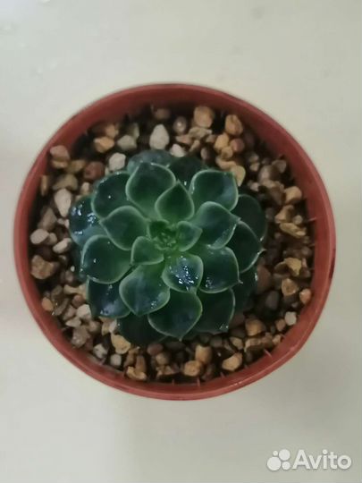 Суккуленты