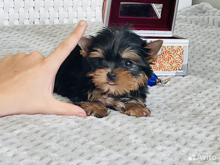 Йоркширский терьер