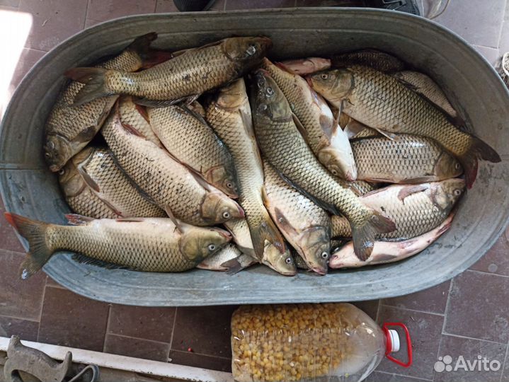 Кукуруза для рыбалки